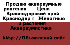 Продаю аквариумные растения!!! › Цена ­ 100 - Краснодарский край, Краснодар г. Животные и растения » Аквариумистика   